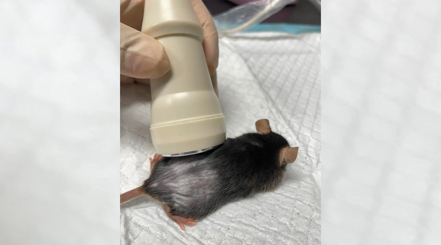 Practising anticancer gene therapy on mice subjects <em>(courtesy of interviewee)</em>
