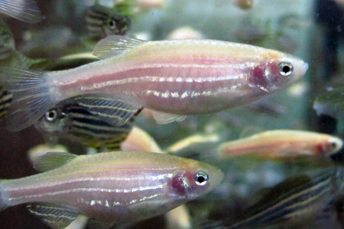 Zebrafish is tiny and highly reproductive