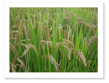 Biotechnology high-lysine rice . 