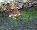 animal