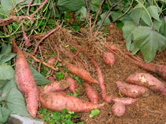 organic2
