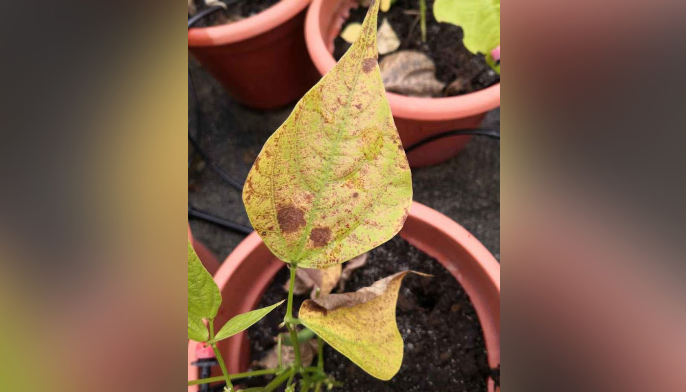 Damaged by high intensity of ozone, the plant’s foliar is showing more red mottles
