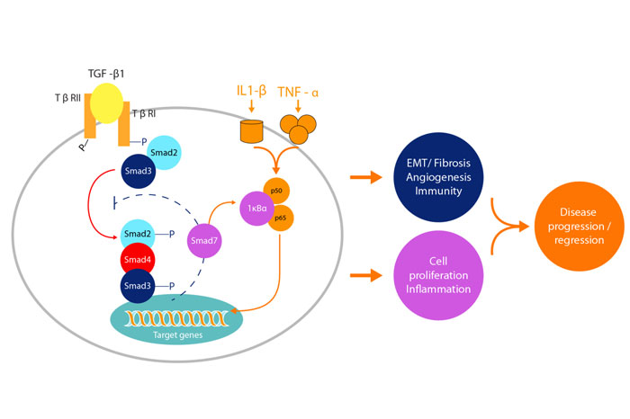 The signalling pathway TGF-beta 1 (transforming growth factor-beta 1)  is the main conduit to scarring
