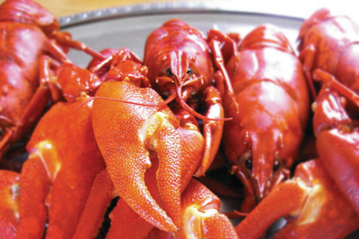From <em>Procambarus clarkii</em> in Louisiana to ‘Xuyi crayfish’