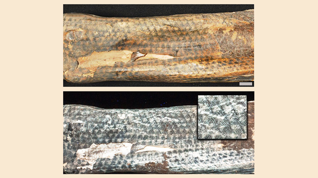 Laser-stimulated fluorescence technology unveils complexity of ancient Peruvian tattoos