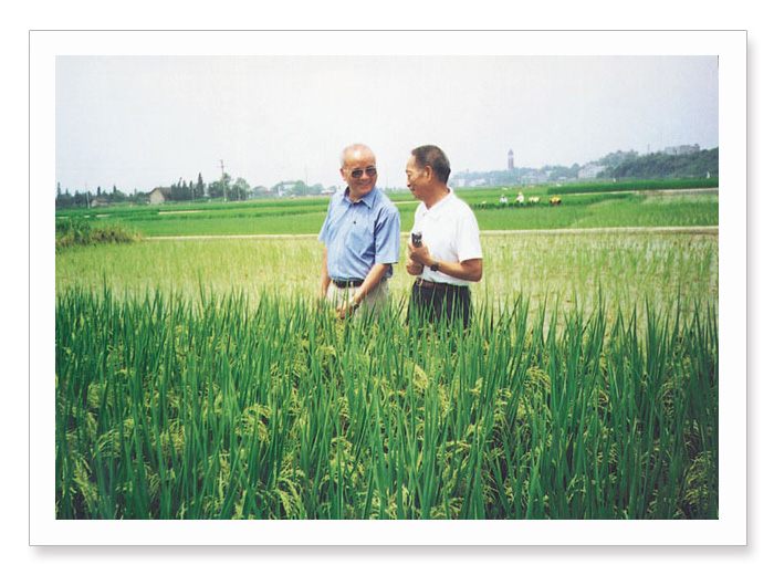 Rice Field