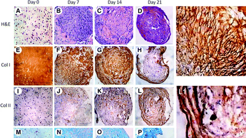 Correlation between Compositional and Mechanical Properties of Human Mesenchymal Stem Cell-Collagen Microspheres during Chondrogenic Differentiation