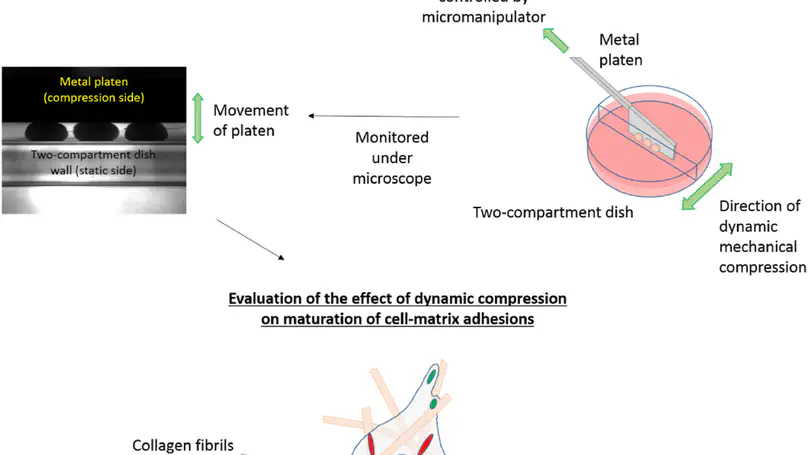 Mechanically Induced Formation and Maturation of 3D-matrix Adhesions (3DMAs) in Human Mesenchymal Stem Cells