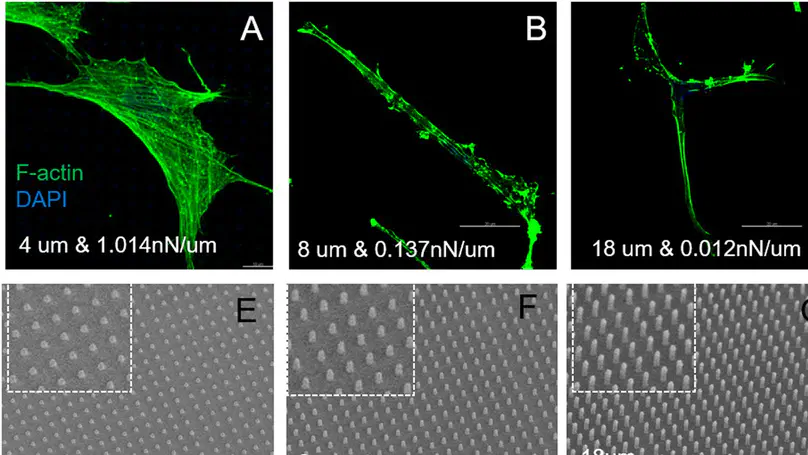 Preferential Sensing and Response to Microenvironment Stiffness of Human Dermal Fibroblast Cultured on Protein Micropatterns Fabricated by 3D Multiphoton Biofabrication